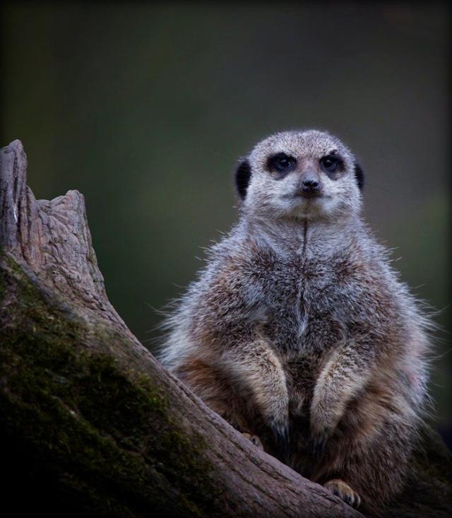 Прикольная животинка