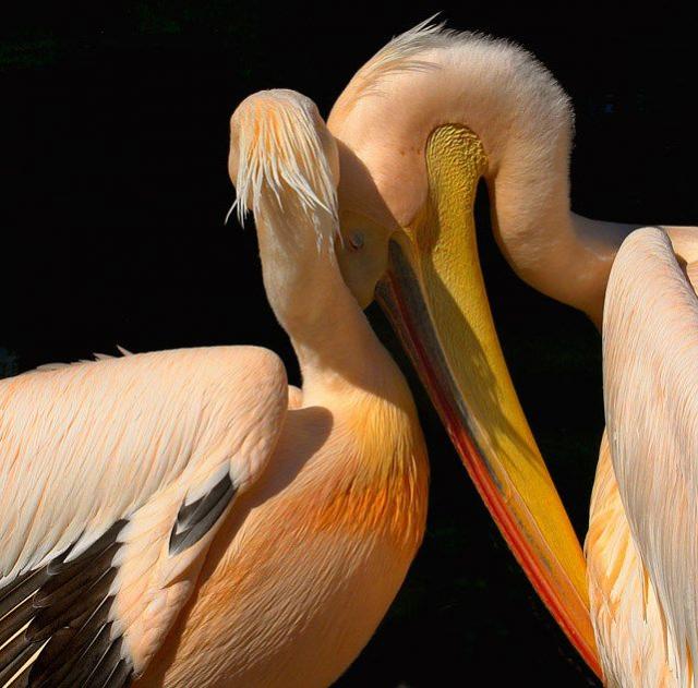 Прикольная животинка