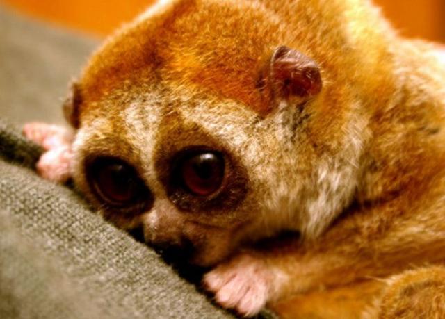 Прикольная животинка