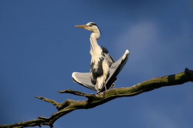 Прикольная животинка