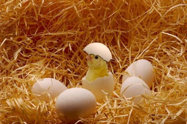 Прикольная животинка