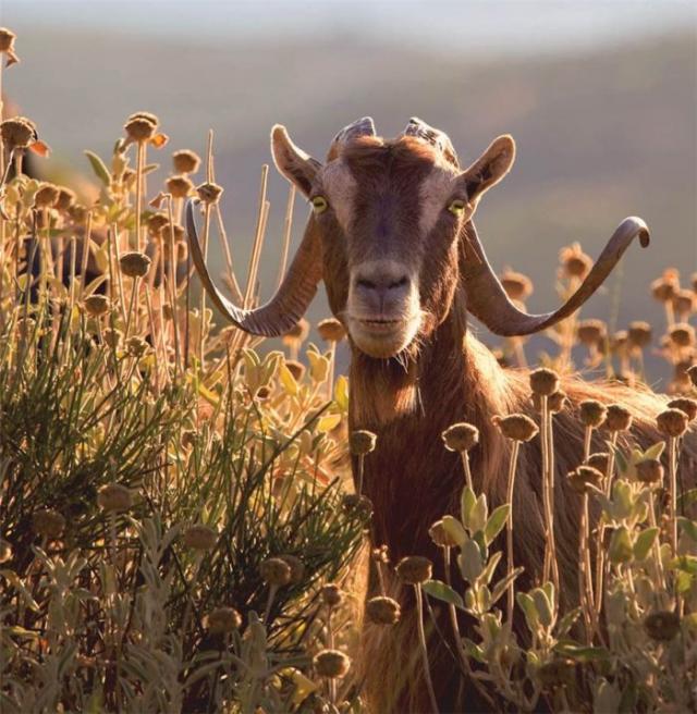 Прикольная животинка