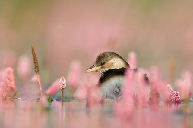 Прикольная животинка