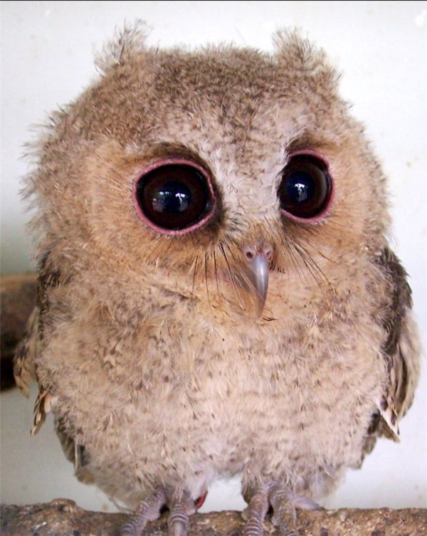 Прикольная животинка