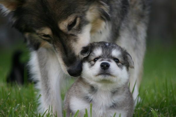 Это любофь)