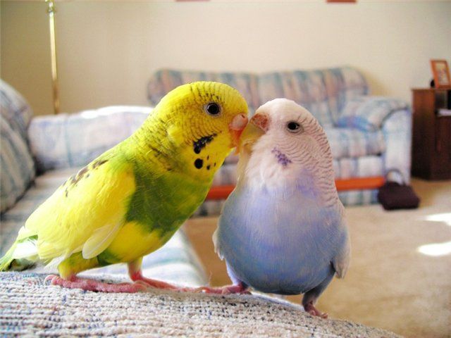 Это любофь)