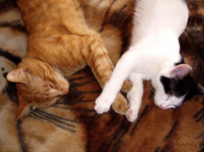 Это любофь)