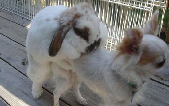 Это любофь)