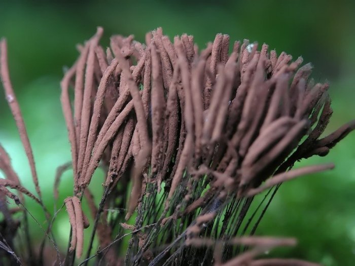 Макросъемка микрорастений