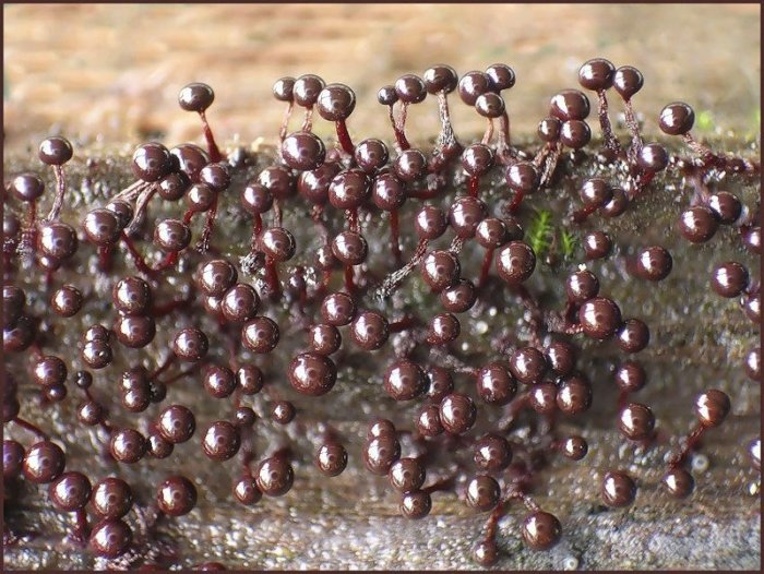 Макросъемка микрорастений