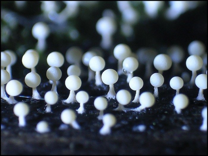 Макросъемка микрорастений