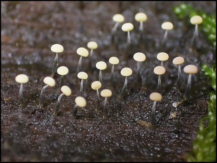 Макросъемка микрорастений