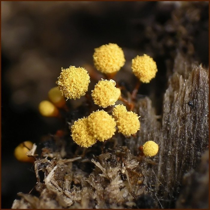 Макросъемка микрорастений