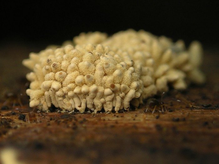 Макросъемка микрорастений