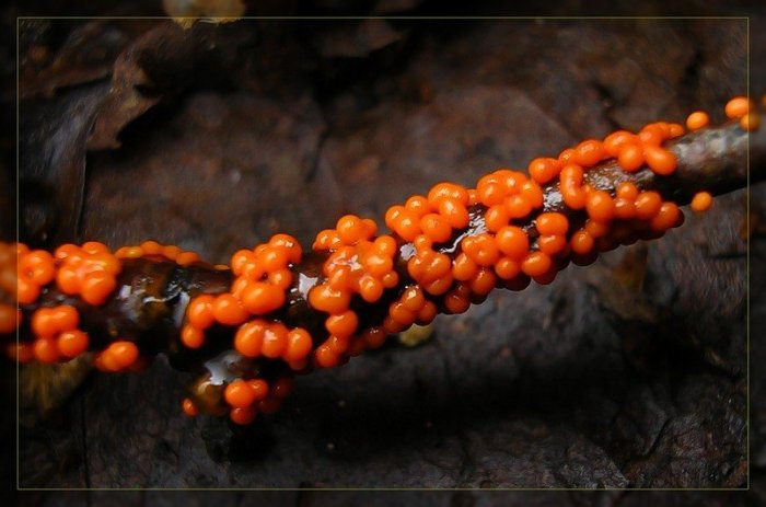 Макросъемка микрорастений