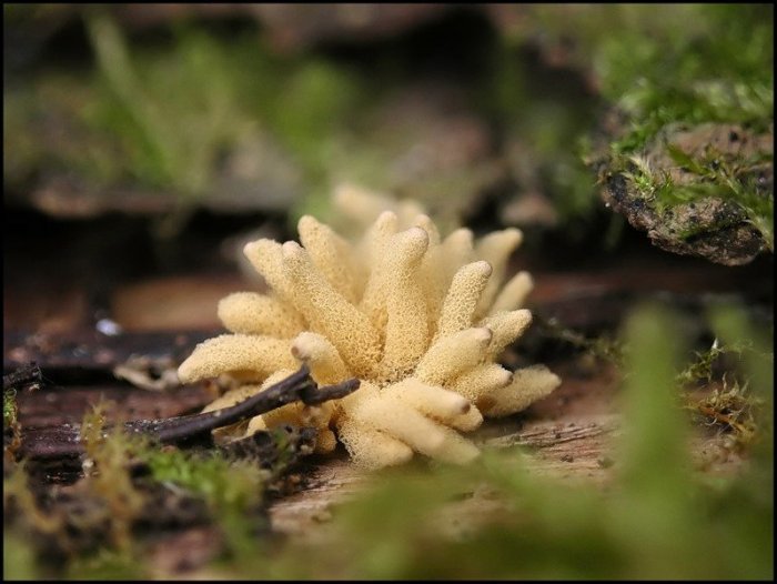 Макросъемка микрорастений