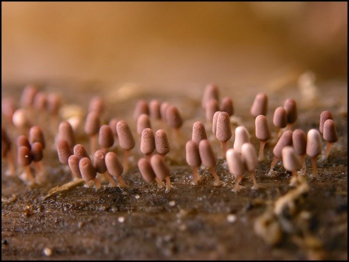 Макросъемка микрорастений