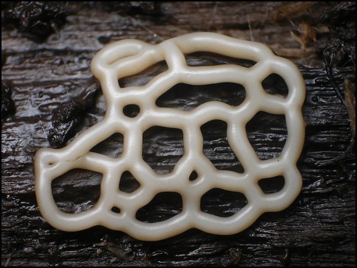 Макросъемка микрорастений