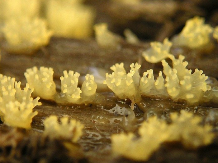 Макросъемка микрорастений