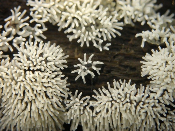 Макросъемка микрорастений