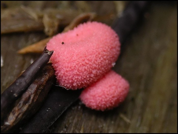 Макросъемка микрорастений