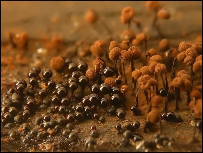 Макросъемка микрорастений