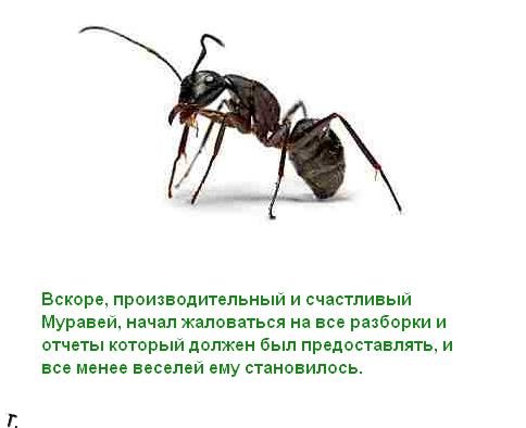 Притча о муравье