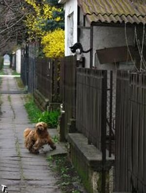 Кооот, а кот, пойдем гулять?!