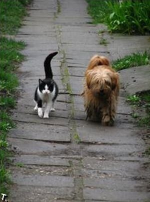 Кооот, а кот, пойдем гулять?!