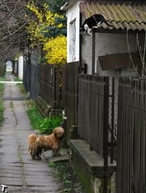 Кооот, а кот, пойдем гулять?!