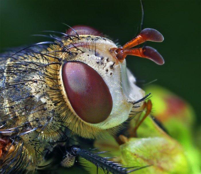 Макросъемка глаз насекомых