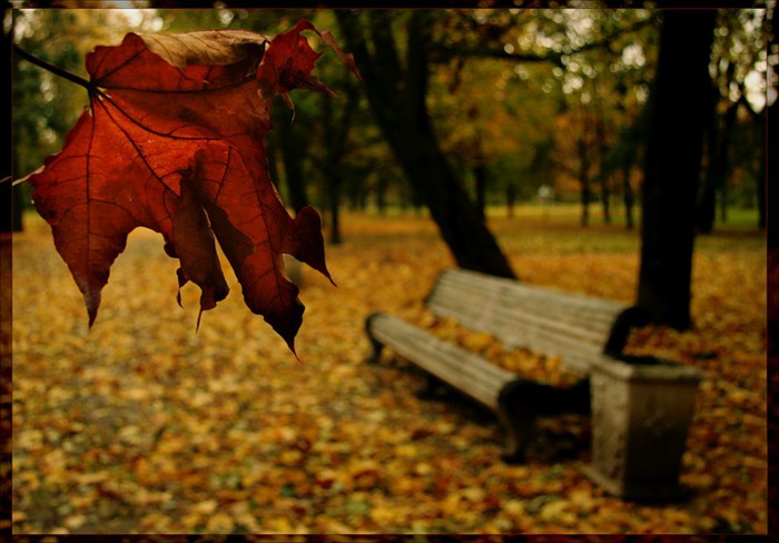 Осень (31 фото)