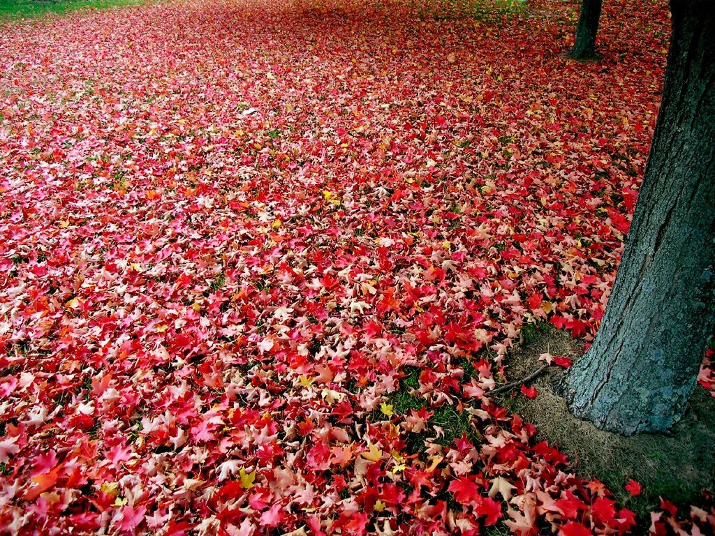 Осень (31 фото)