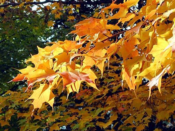 Осень (31 фото)