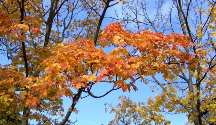 Осень (31 фото)