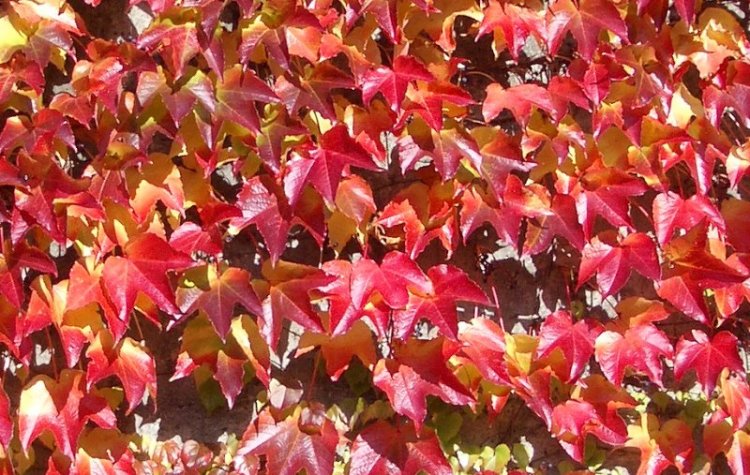 Осень (31 фото)