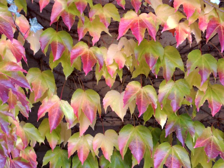 Осень (31 фото)