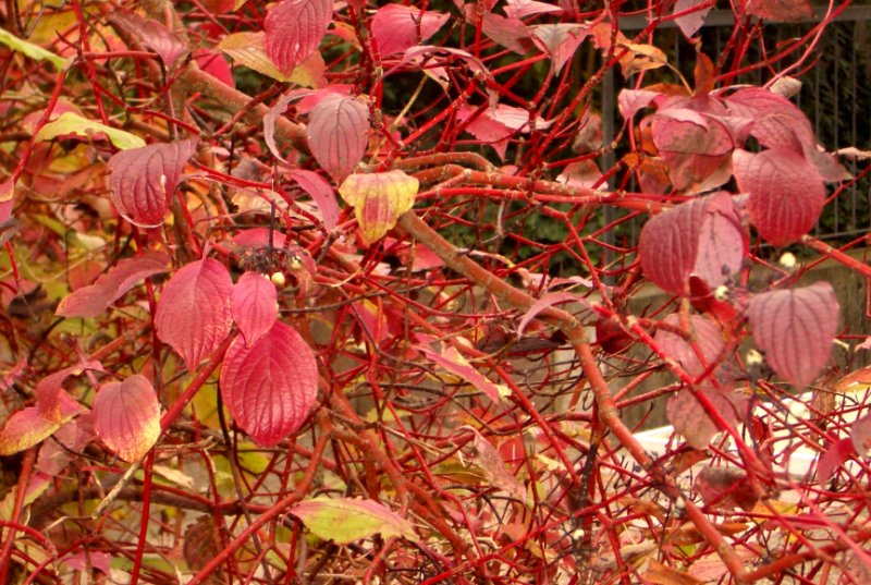 Осень (31 фото)