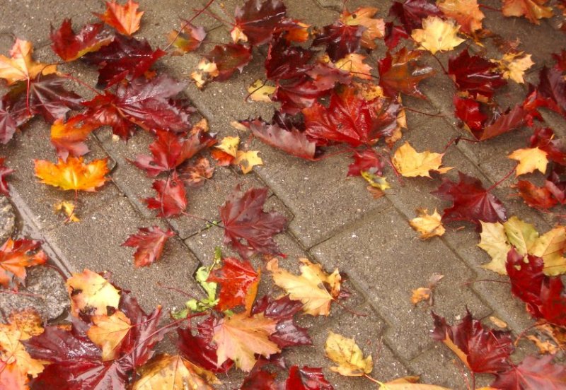 Осень (31 фото)