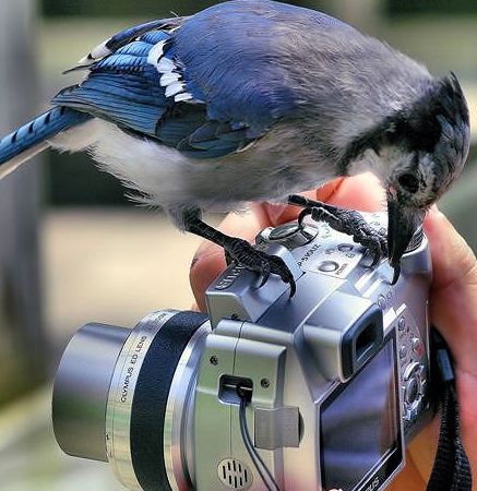 Животные-фотографы (30 фото)