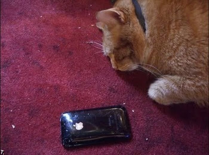 Разбитый кот. Кот разбил. Сломанный смартфон. Разбитые телефоны. Кот разбил телефон.
