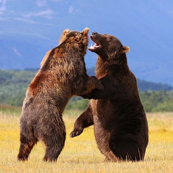 Bears 2 shop. Медвежата дерутся. Два медвежонка. Гризли дерутся.