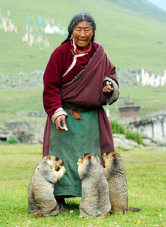 Тибетские сурки