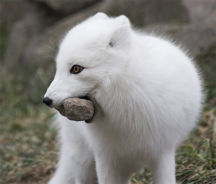 Арктическая лисица или песец