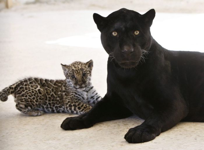 Маленький ягуар и его мама