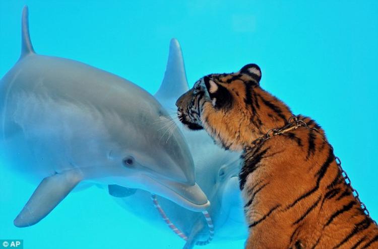 Тигр и дельфин (3 фото)