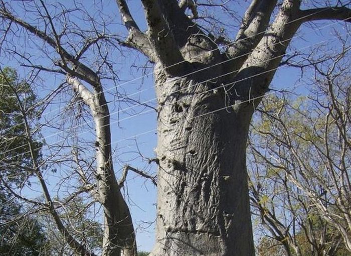 Полезное дерево