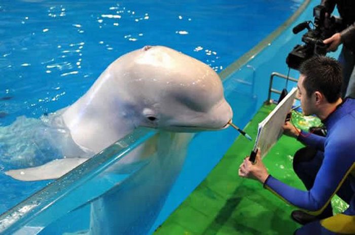 Дельфин учится рисовать