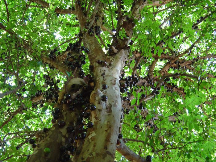 Джаботикаба - необычное дерево с плодами на стволе