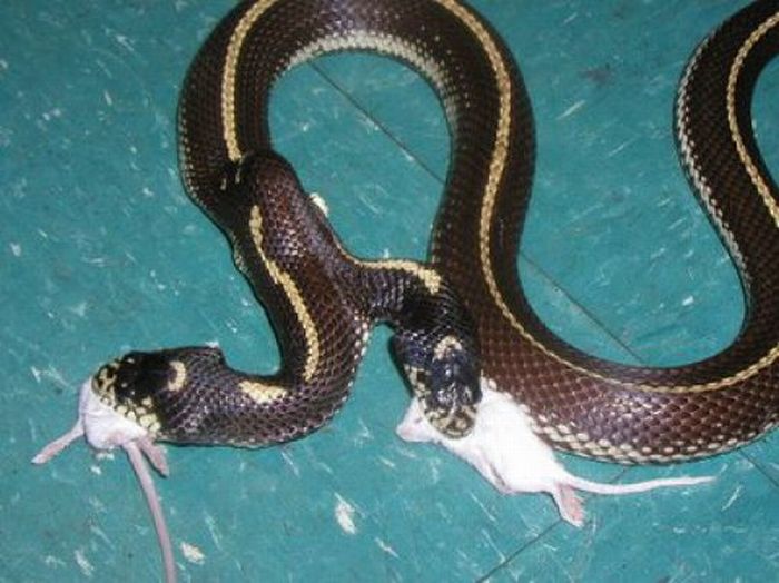 Двухголовые змеи